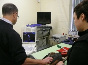 A light anaesthetic for Meg the Harris Hawk allowed Mike to get some good images / measurements of her heart