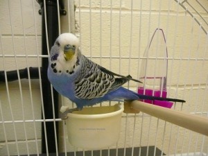 budgie post op (4)