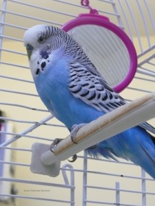 budgie post op ck (7)