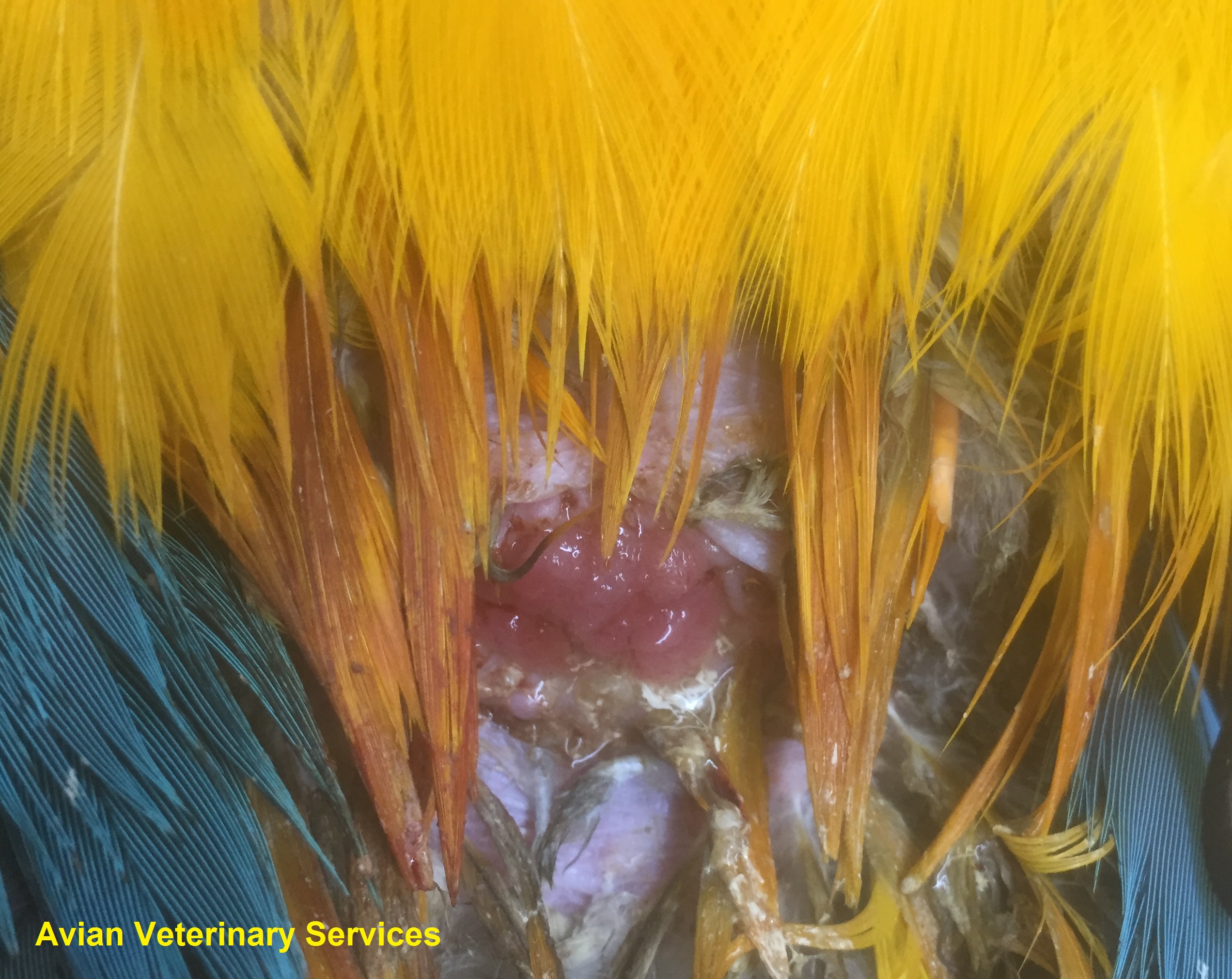 Papillomatosis bird Taur culoarea viermei